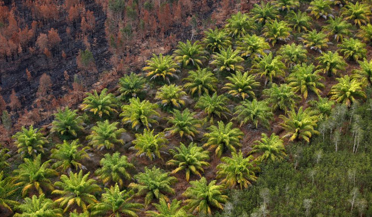 Indonesia conducts test flight using jet fuel mixed with palm oil